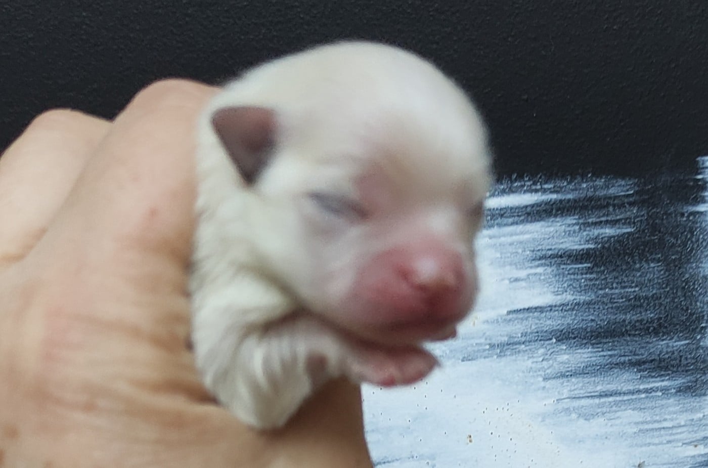 CHIOT 3 - Spitz allemand