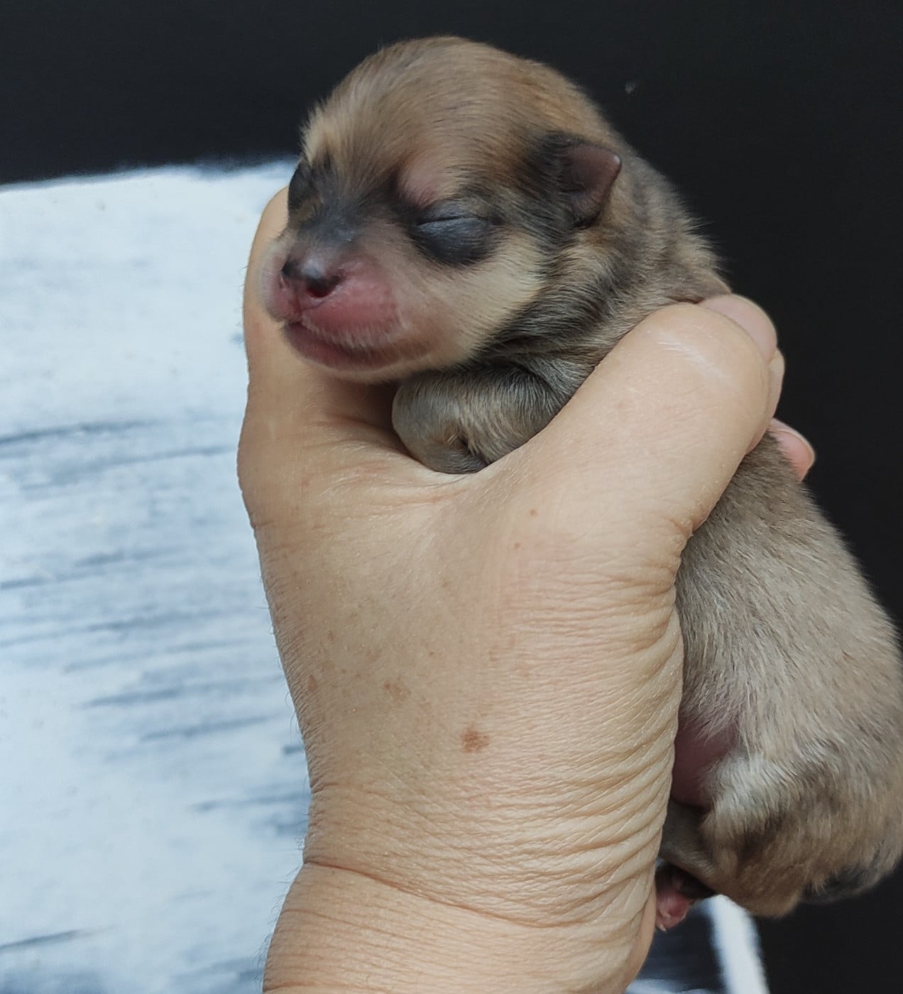 CHIOT 4 - Spitz allemand