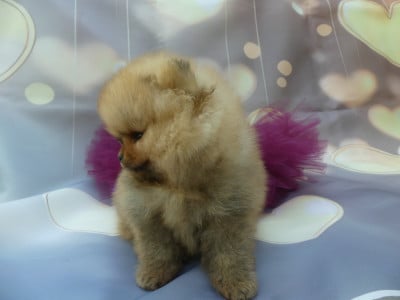 Les chiots de Spitz allemand