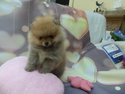 Les chiots de Spitz allemand