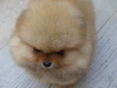 Les chiots de Spitz allemand