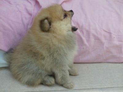 Les chiots de Spitz allemand