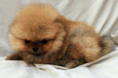 Les chiots de Spitz allemand