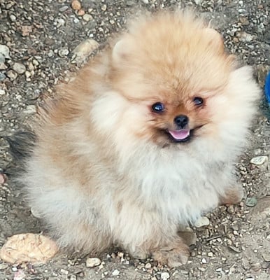 Les chiots de Spitz allemand