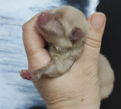 CHIOT 2 - Spitz allemand
