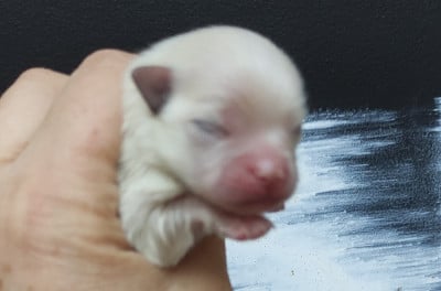 CHIOT 3 - Spitz allemand
