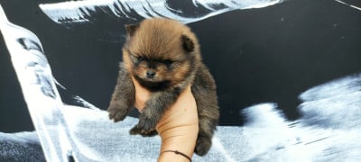 Les chiots de Spitz allemand
