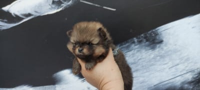 Les chiots de Spitz allemand