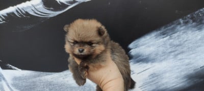 Les chiots de Spitz allemand