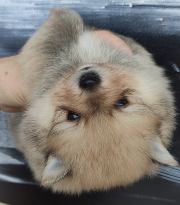 Les chiots de Spitz allemand