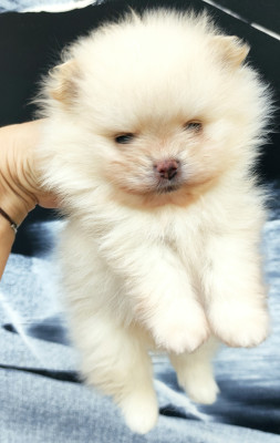 Les chiots de Spitz allemand