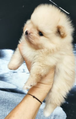 Les chiots de Spitz allemand