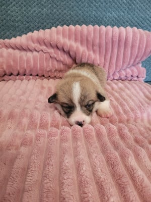 Les chiots de Welsh Corgi Pembroke