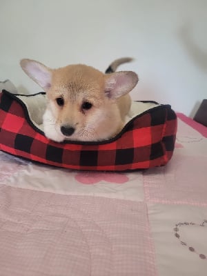 Les chiots de Welsh Corgi Pembroke