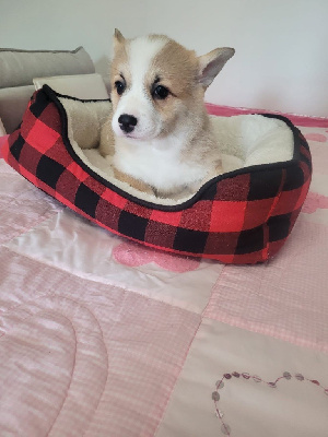 Les chiots de Welsh Corgi Pembroke