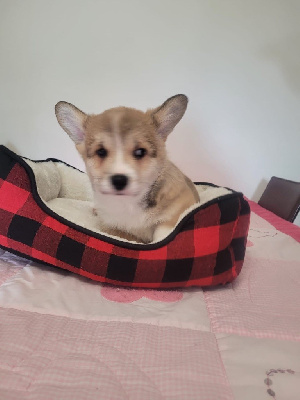Les chiots de Welsh Corgi Pembroke
