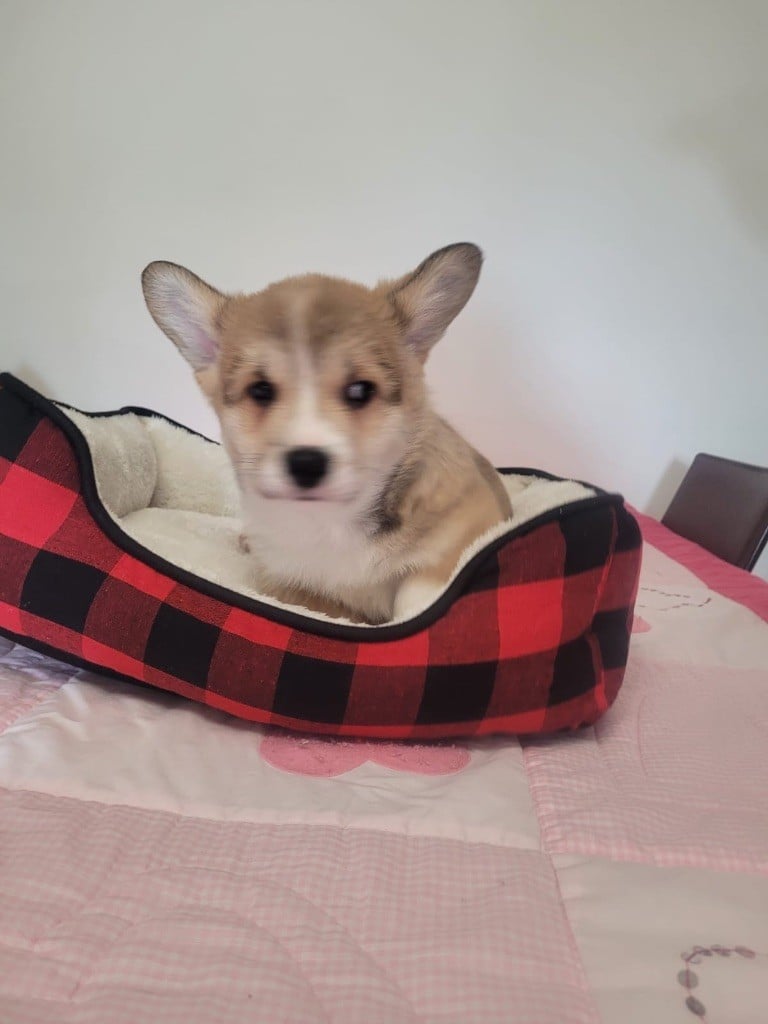 Welsh Corgi Pembroke - Des Petits Insouciants