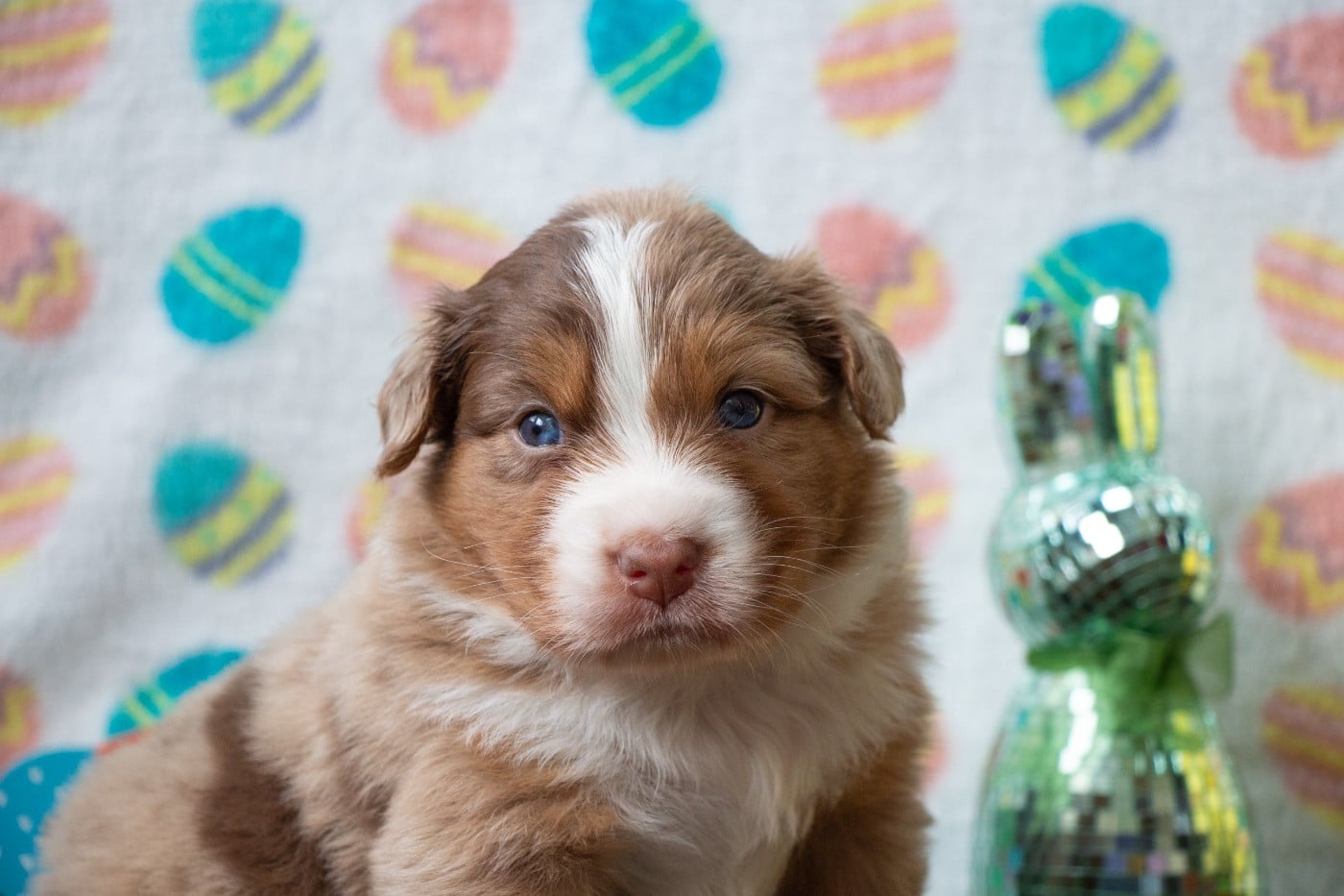 Brioche Cinnamon Rolls  Of Swinnie's Dream