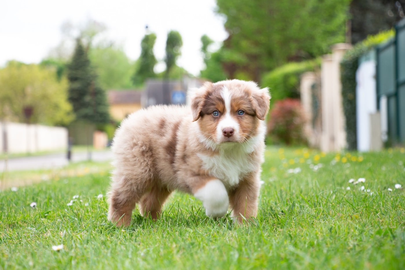 Brioche Cinnamon Rolls  Of Swinnie's Dream