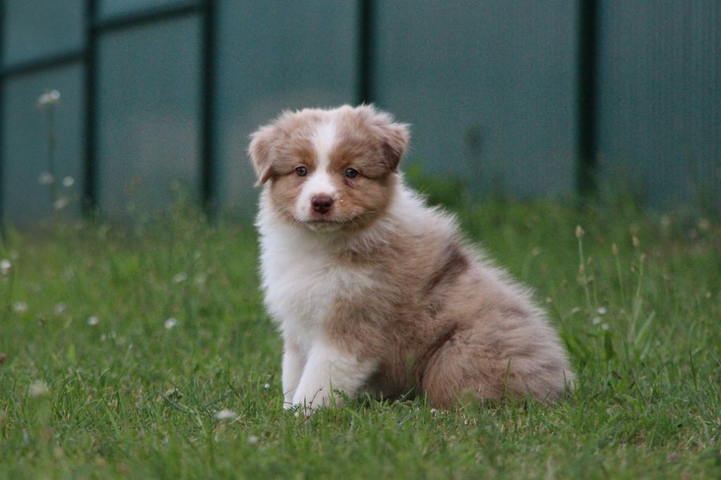 A red crystal almandine Of Swinnie's Dream