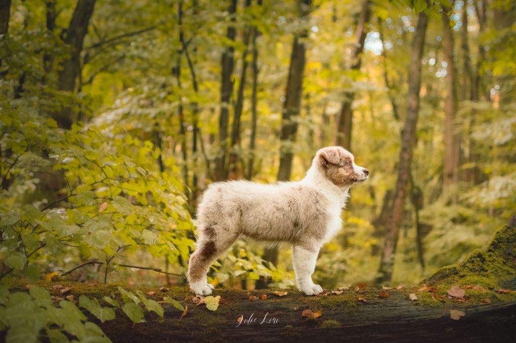 A red crystal almandine Of Swinnie's Dream