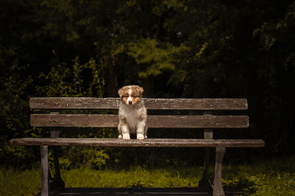 A red crystal almandine Of Swinnie's Dream