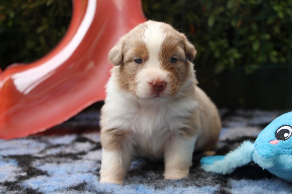 A red crystal almandine Of Swinnie's Dream