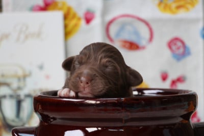 Les chiots de Berger Australien