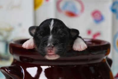 Les chiots de Berger Australien