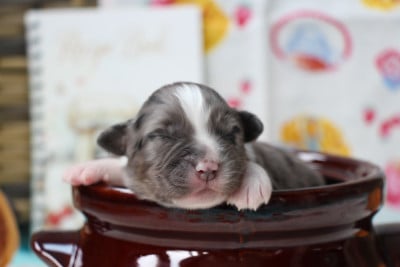 Les chiots de Berger Australien