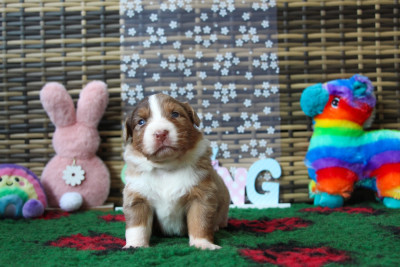 Les chiots de Berger Australien