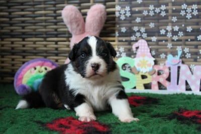 Les chiots de Berger Australien