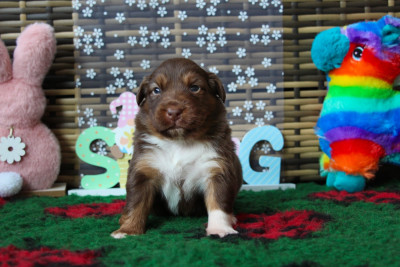 Les chiots de Berger Australien