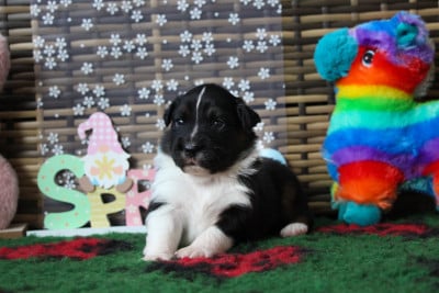 Les chiots de Berger Australien