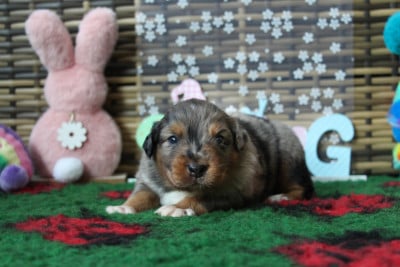 Les chiots de Berger Australien