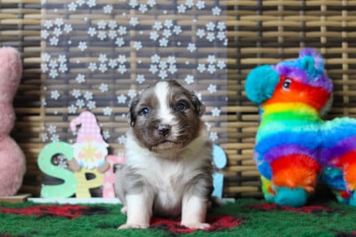 Les chiots de Berger Australien