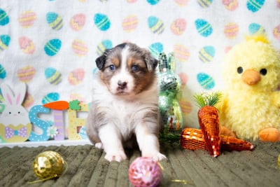 Les chiots de Berger Australien
