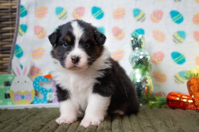 Les chiots de Berger Australien