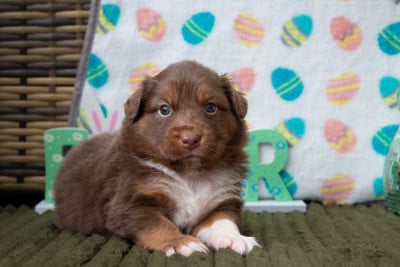 Les chiots de Berger Australien