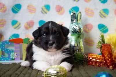 Les chiots de Berger Australien
