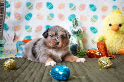 Les chiots de Berger Australien