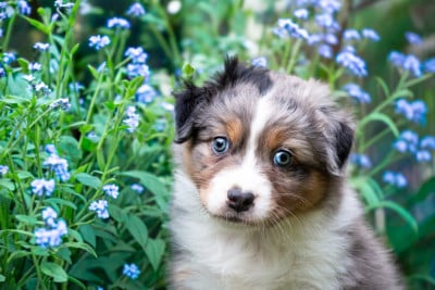 Les chiots de Berger Australien