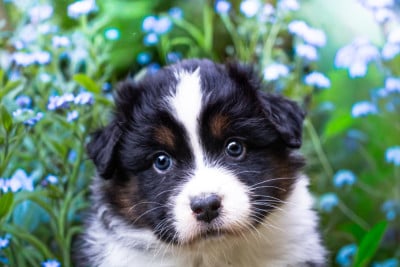 Les chiots de Berger Australien