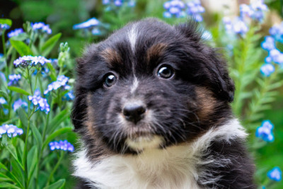Les chiots de Berger Australien