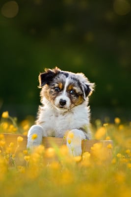 Les chiots de Berger Australien