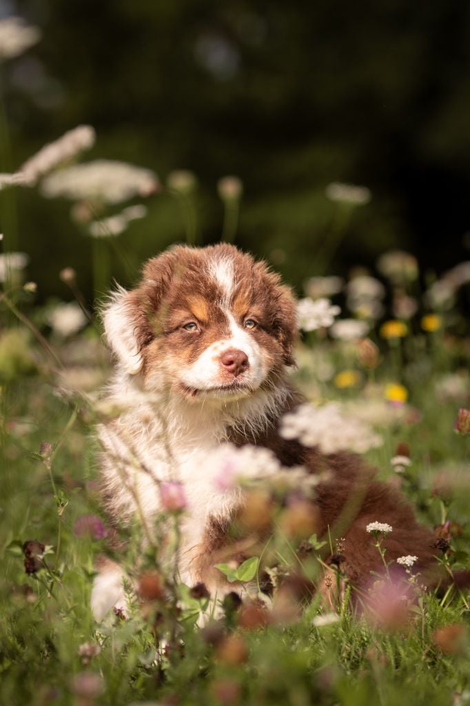 A Red Crystal Mookaite