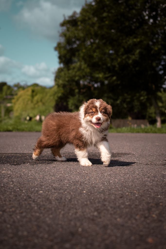 A Red Crystal Mookaite
