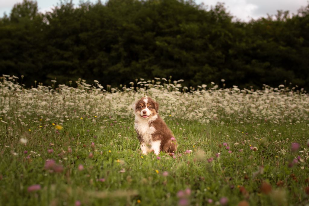 A Red Crystal Mookaite