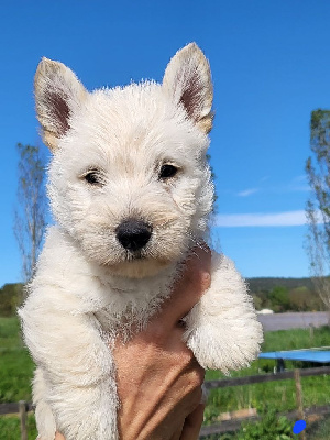Scottish Terrier - (Sans Affixe)