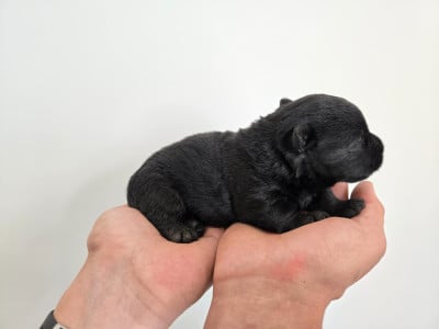 Scottish Terrier